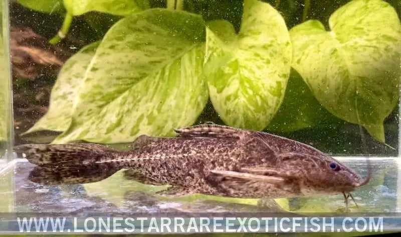 Granulated Catfish / Pterodoras Granulosus Live Freshwater Tropical Fish for Sale Online