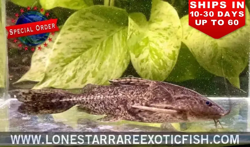 Granulosus Catfish / Pterodoras Granulosus (special Order) Live Freshwater Tropical Fish for Sale Online