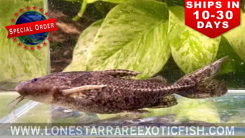 Granulosus Catfish / Pterodoras Granulosus (special Order) Live Freshwater Tropical Fish for Sale Online