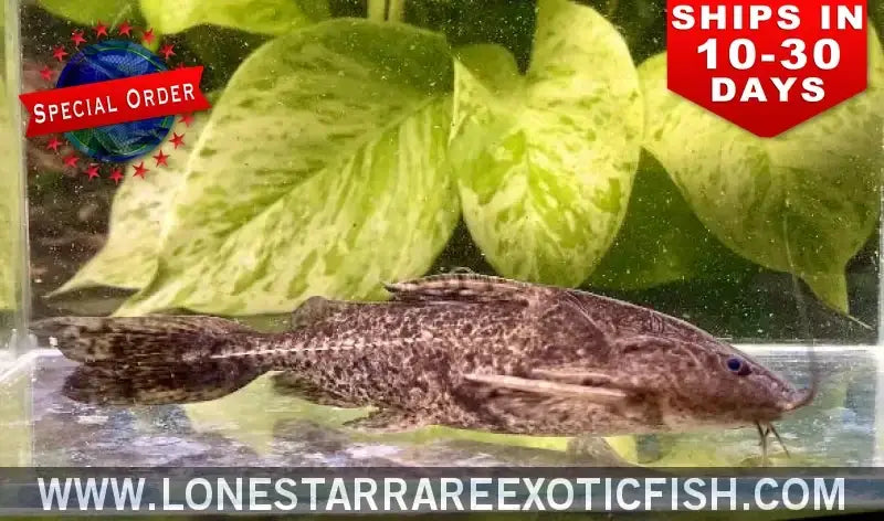 Granulosus Catfish / Pterodoras Granulosus (special Order) Live Freshwater Tropical Fish for Sale Online