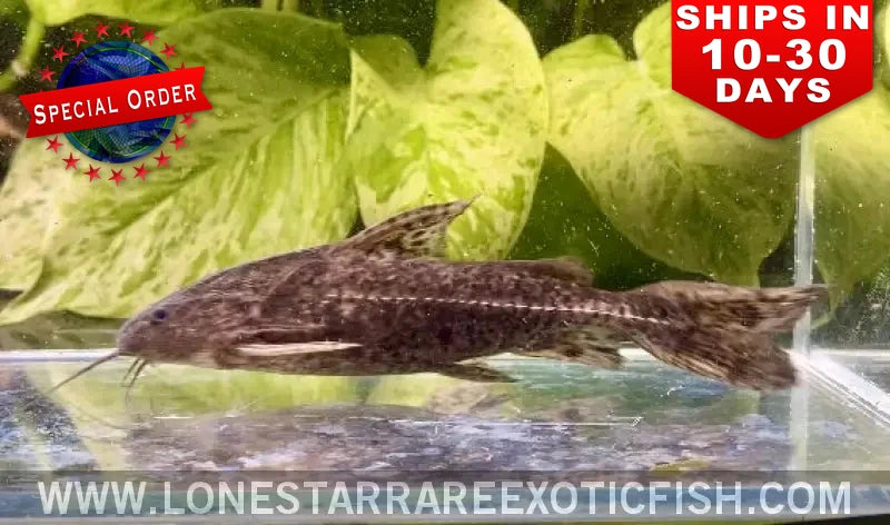 Granulosus Catfish / Pterodoras Granulosus (special Order) Live Freshwater Tropical Fish for Sale Online