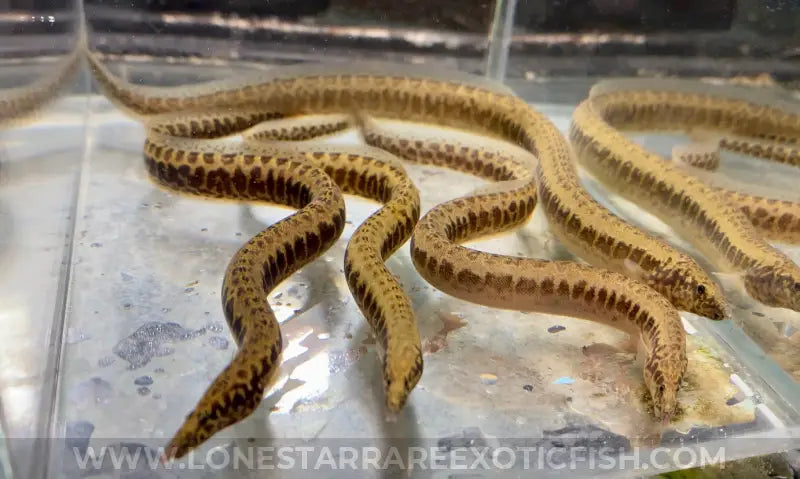 Greshoff’s Spiny Eel / Mastacembelus greshoffi For Sale Online | Lone Star Rare Exotic Fish Co.