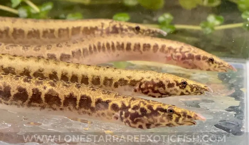 Greshoff’s Spiny Eel / Mastacembelus greshoffi For Sale Online | Lone Star Rare Exotic Fish Co.
