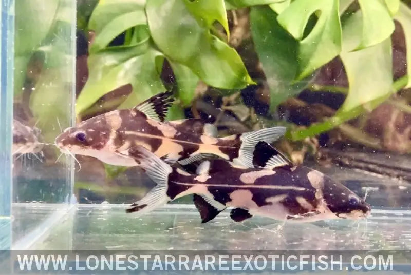 Harlequin Marble Lancer Catfish / Bagroides Melapterus for Sale Online ...
