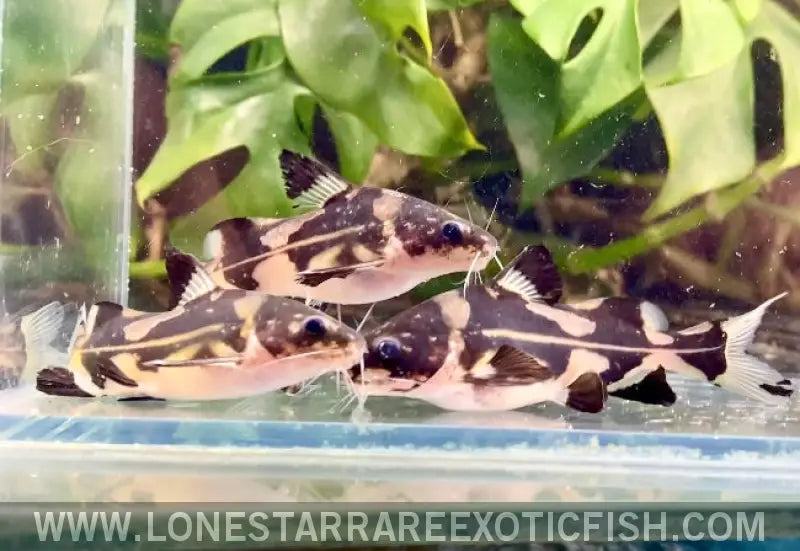 Harlequin Marble Lancer Catfish / Bagroides Melapterus for Sale Online ...