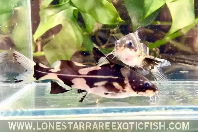 Harlequin Marble Lancer Catfish / Bagroides Melapterus for Sale Online ...