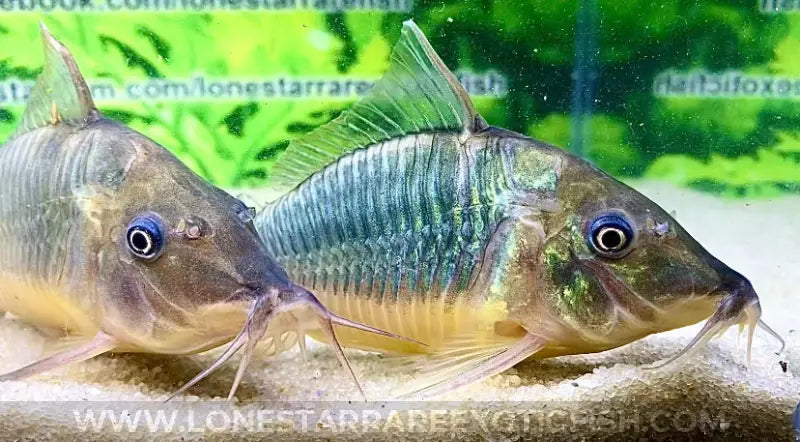 Hognose Cory Catfish / Brochis multiradiatus For Sale Online | Lone Star Rare Exotic Fish Co.