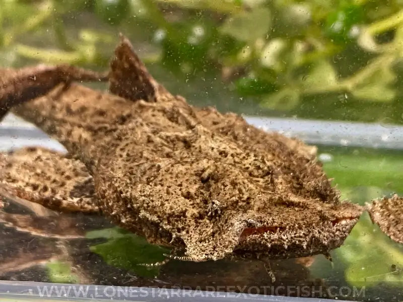 Indian Frogmouth Catfish / Chaca Chaca Catfish / Chaca chaca For Sale Online | Lone Star Rare Exotic Fish Co.