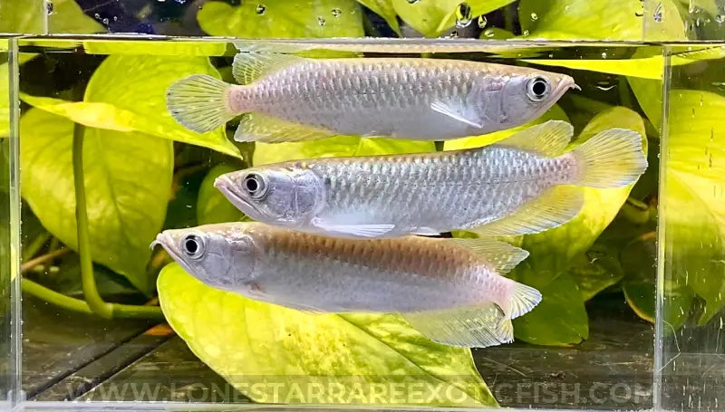 Jardini Arowana / Scleropages jardinii For Sale Online | Lone Star Rare Exotic Fish Co.