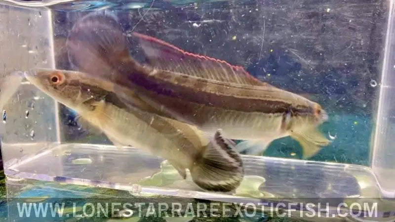 Johanna Red Pike Cichlid Live Freshwater Tropical Fish for Sale Online