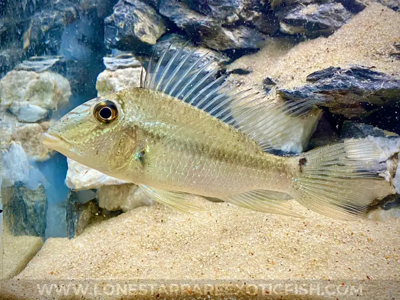 Jurupari Eartheater Cichlid / Satanoperca jurupari For Sale Online | Lone Star Rare Exotic Fish Co.