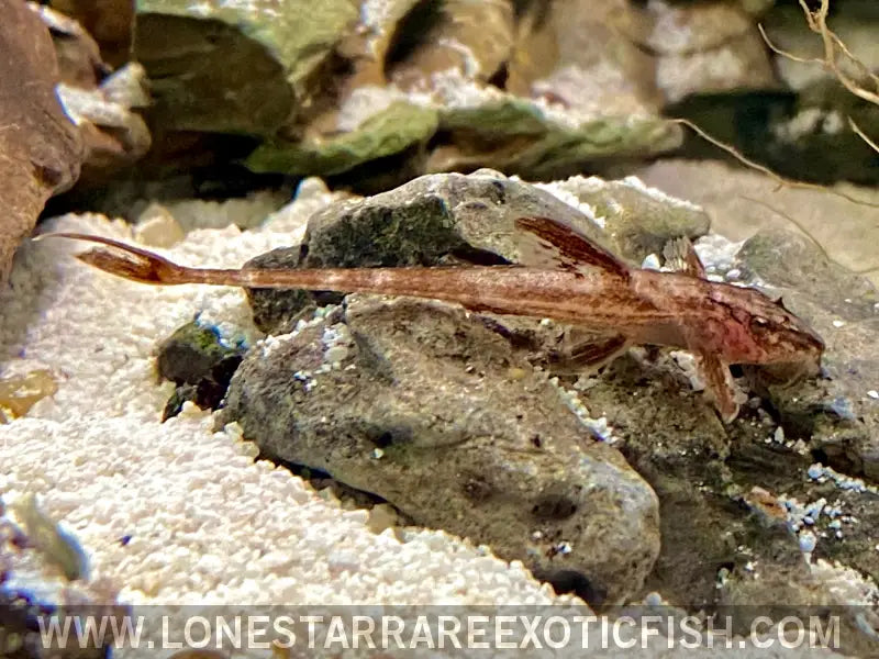 L010a/l10a Red Lizard Whiptail Catfish / Rineloricaria Sp. Live Freshwater Tropical Fish for Sale Online