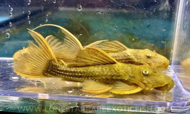 L024 Redfin Cactus Pleco / Pseudacanthicus pitanga For Sale Online | Lone Star Rare Exotic Fish Co.
