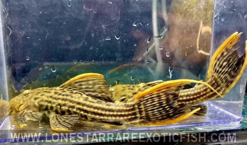 L025 Scarlet Cactus Pleco / Pseudacanthicus Pirarara Live Freshwater Tropical Fish for Sale Online
