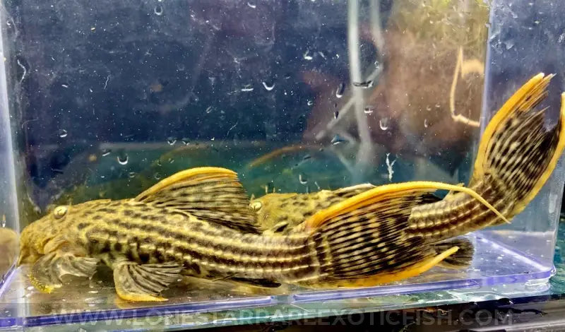 L025 Scarlet Cactus Pleco / Pseudacanthicus pirarara For Sale Online | Lone Star Rare Exotic Fish Co.