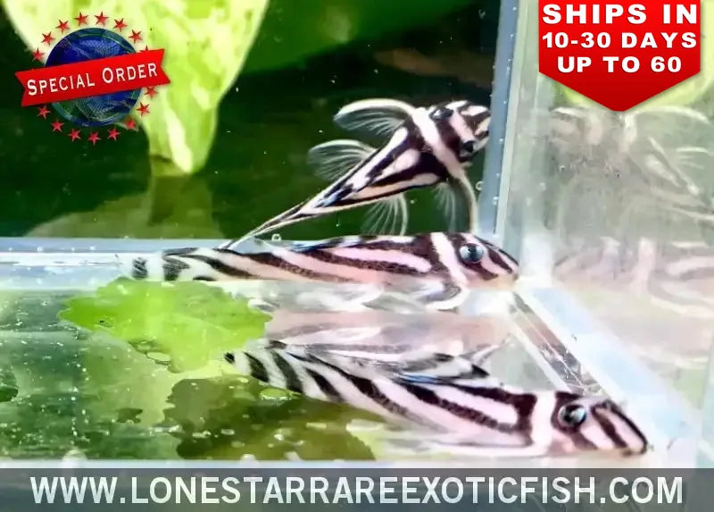 L046 Zebra Pleco / Hypancistrus Zebra (special Order) Live Freshwater Tropical Fish for Sale Online