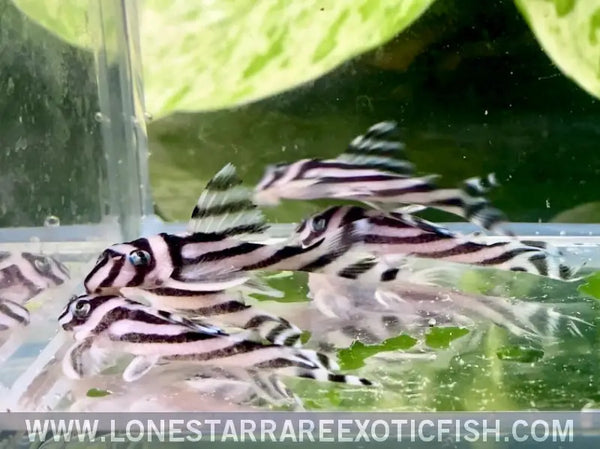 L046 Zebra Pleco / Hypancistrus Zebra for Sale Online | Live