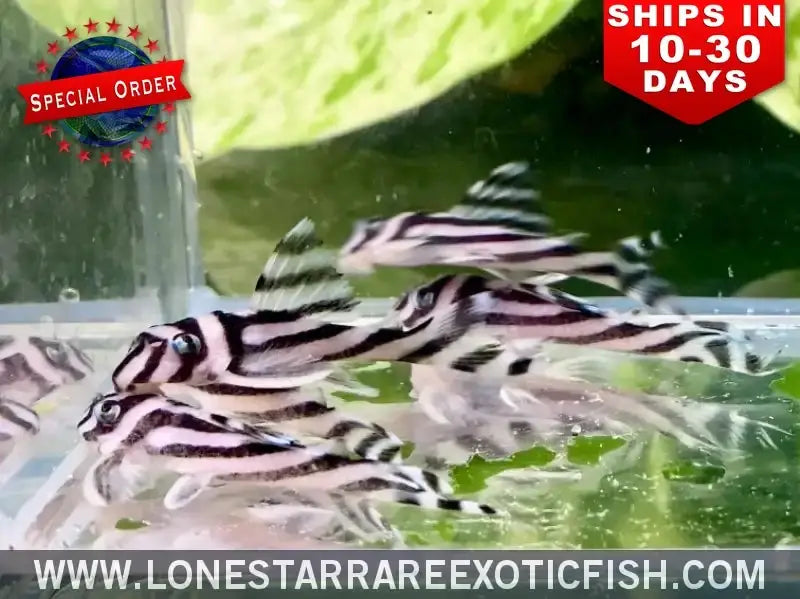 L046 Zebra Pleco / Hypancistrus Zebra (special Order) Live Freshwater Tropical Fish for Sale Online