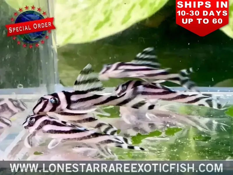 L046 Zebra Pleco / Hypancistrus Zebra (special Order) Live Freshwater Tropical Fish for Sale Online