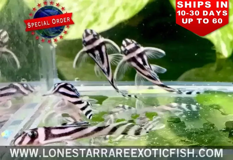 L046 Zebra Pleco / Hypancistrus Zebra (special Order) Live Freshwater Tropical Fish for Sale Online