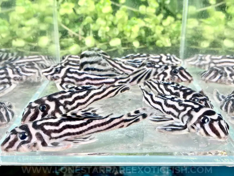 L046 Zebra Pleco / Hypancistrus zebra For Sale Online | Lone Star Rare Exotic Fish Co.