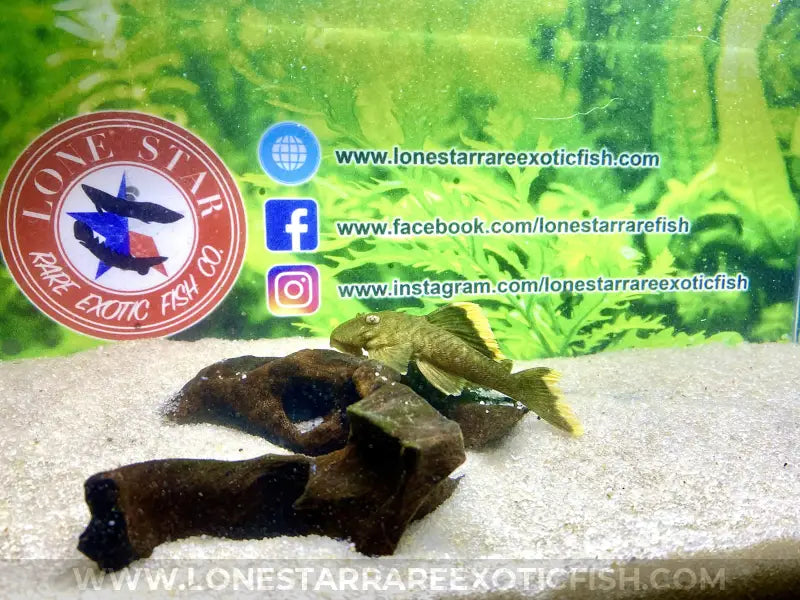 L047 Mango Pleco / Baryancistrus chrysolomus For Sale Online | Lone Star Rare Exotic Fish Co.