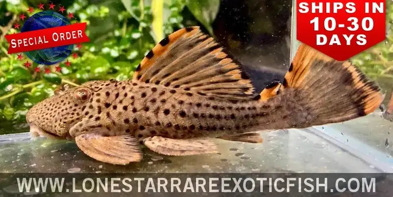 L091 Three Beacon Pleco / Leporacanthicus Triactis (special Order) Live Freshwater Tropical Fish for Sale Online