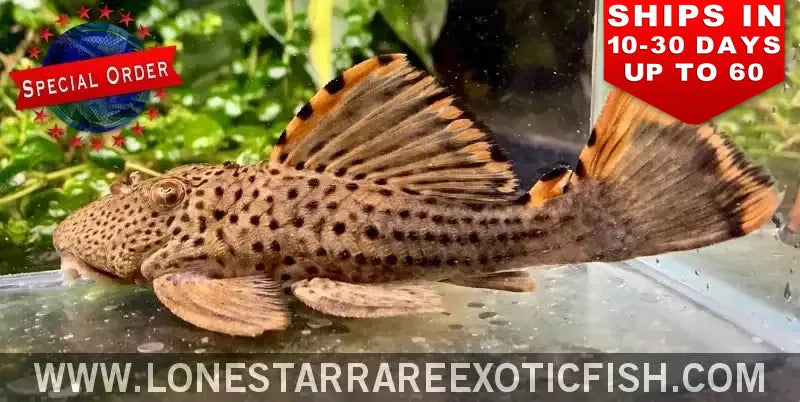 L091 Three Beacon Pleco / Leporacanthicus Triactis (special Order) Live Freshwater Tropical Fish for Sale Online