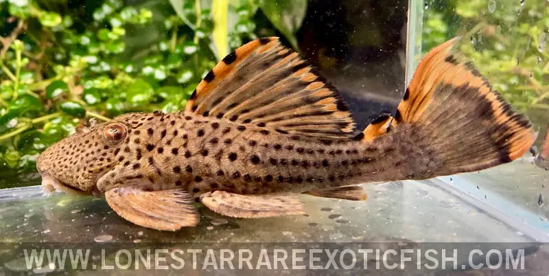 L091 Three Beacon Pleco / Leporacanthicus Triactis Live Freshwater Tropical Fish for Sale Online
