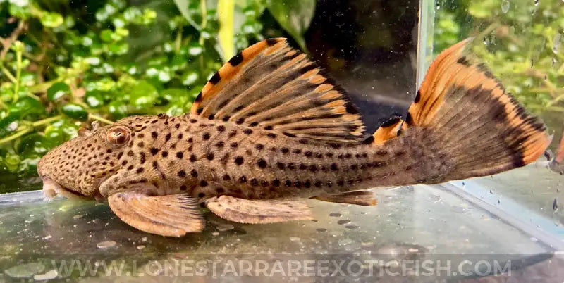L091 Three Beacon Pleco / Leporacanthicus triactis For Sale Online | Lone Star Rare Exotic Fish Co.