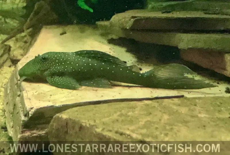L128 Blue Phantom Pleco / Hemiancistrus Sp. Live Freshwater Tropical Fish for Sale Online