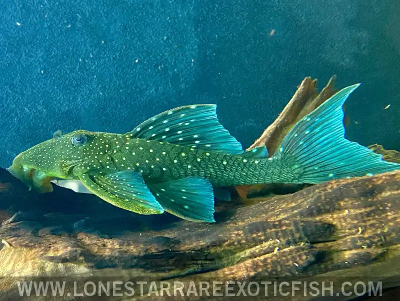 L128 Blue Phantom Pleco / Hemiancistrus Sp. Live Freshwater Tropical Fish for Sale Online