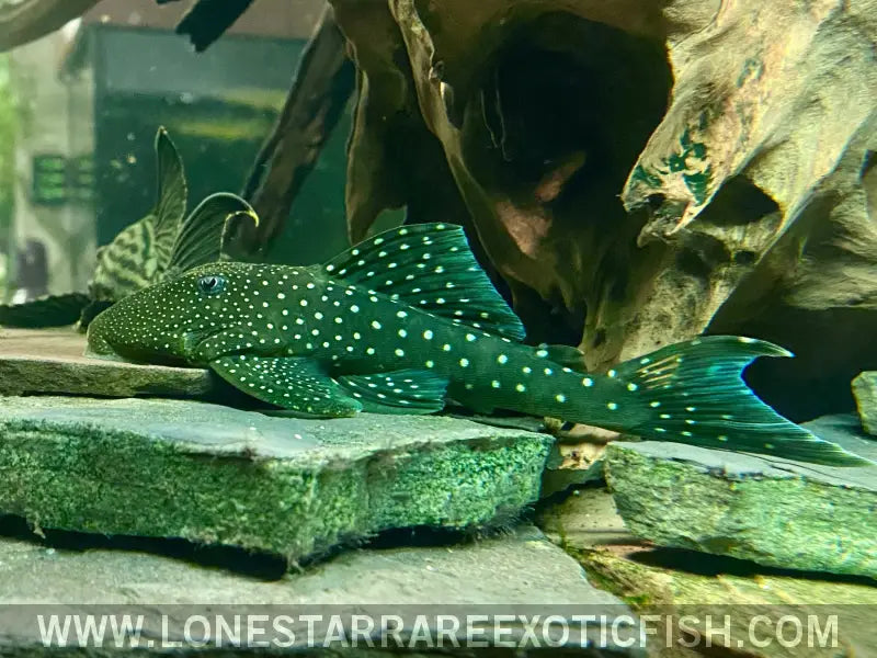 L128 Blue Phantom Pleco / Hemiancistrus Sp. Live Freshwater Tropical Fish for Sale Online