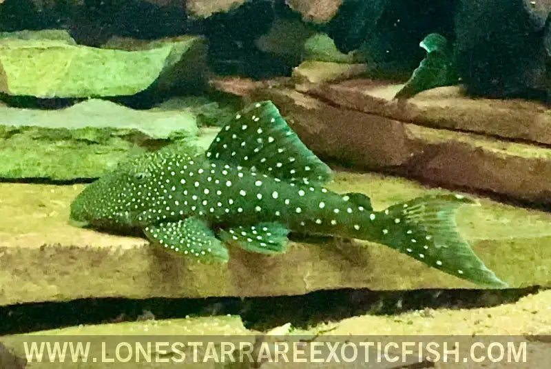 L128 Blue Phantom Pleco / Hemiancistrus Sp. Live Freshwater Tropical Fish for Sale Online