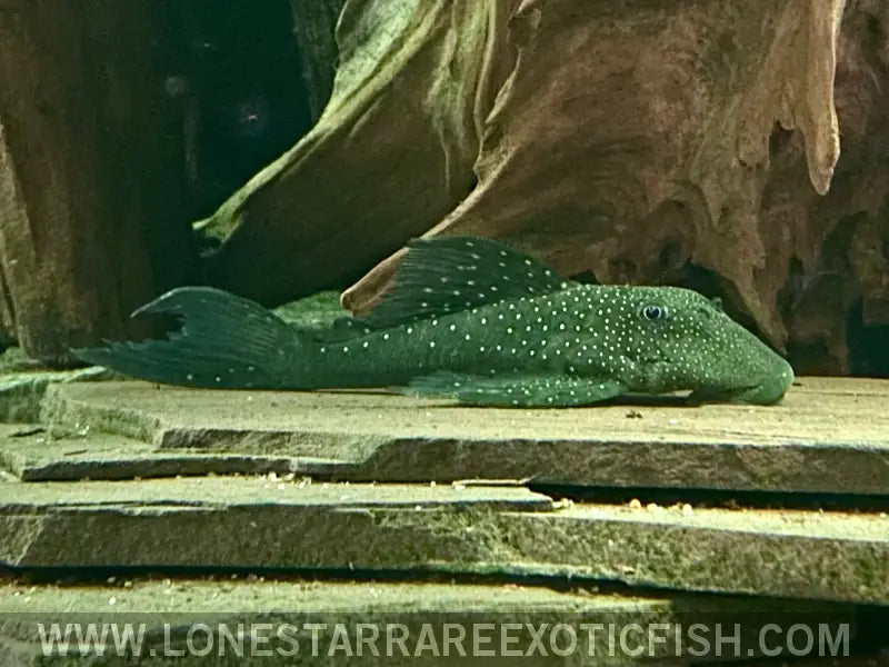 L128 Blue Phantom Pleco / Hemiancistrus Sp. Live Freshwater Tropical Fish for Sale Online