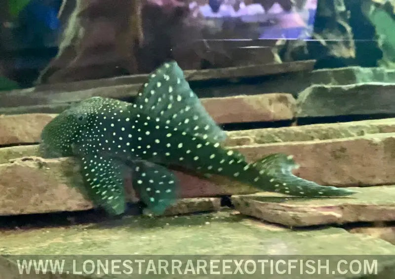 L128 Blue Phantom Pleco / Hemiancistrus Sp. Live Freshwater Tropical Fish for Sale Online