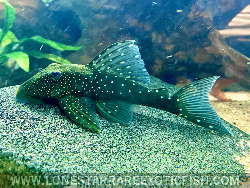 L128 Blue Phantom Pleco / Hemiancistrus Sp. Live Freshwater Tropical Fish for Sale Online