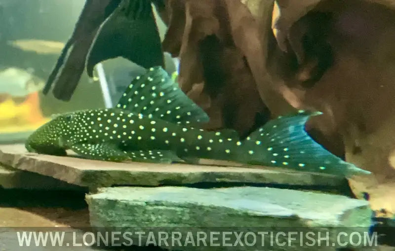 L128 Blue Phantom Pleco / Hemiancistrus Sp. Live Freshwater Tropical Fish for Sale Online