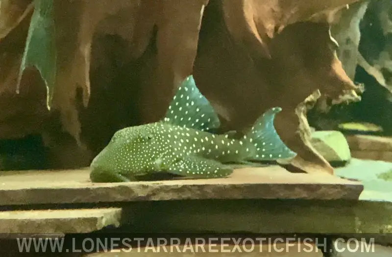 L128 Blue Phantom Pleco / Hemiancistrus Sp. Live Freshwater Tropical Fish for Sale Online