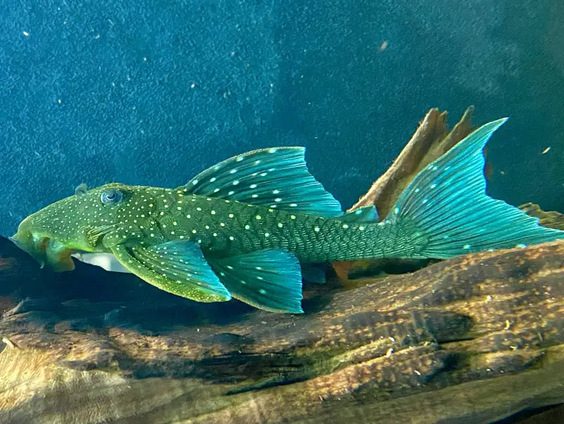 L128 Blue Phantom Pleco / Hemiancistrus sp. For Sale Online | Lone Star Rare Exotic Fish Co.