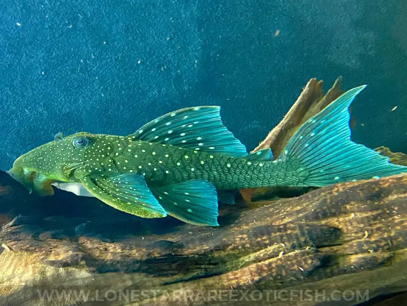 L128 Blue Phantom Pleco / Hemiancistrus sp. For Sale Online | Lone Star Rare Exotic Fish Co.