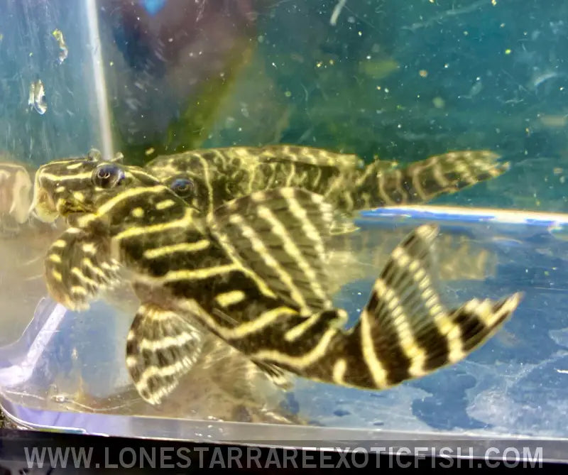 L129 colombian Zebra pleco / Hypancistrus Debilittera For Sale Online ...