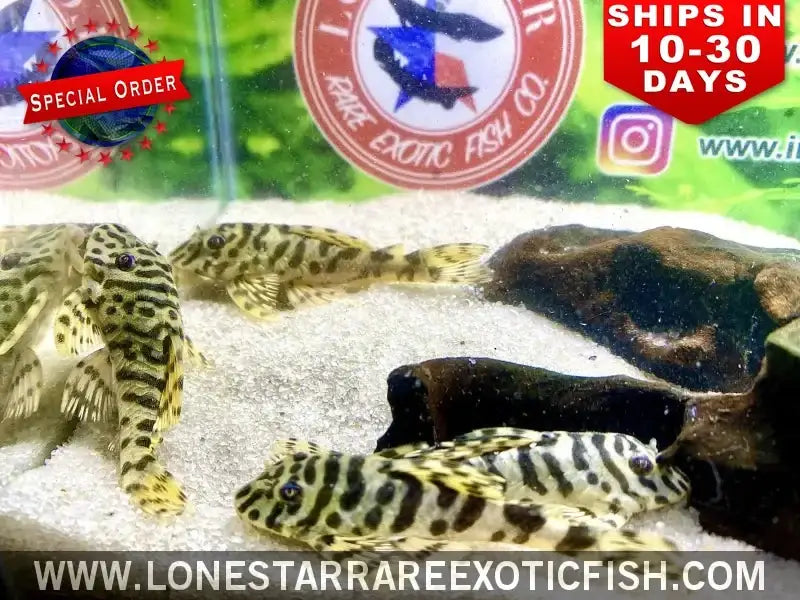L134 Leopard Frog Pleco / Peckoltia Compta (special Order) Live Freshwater Tropical Fish for Sale Online