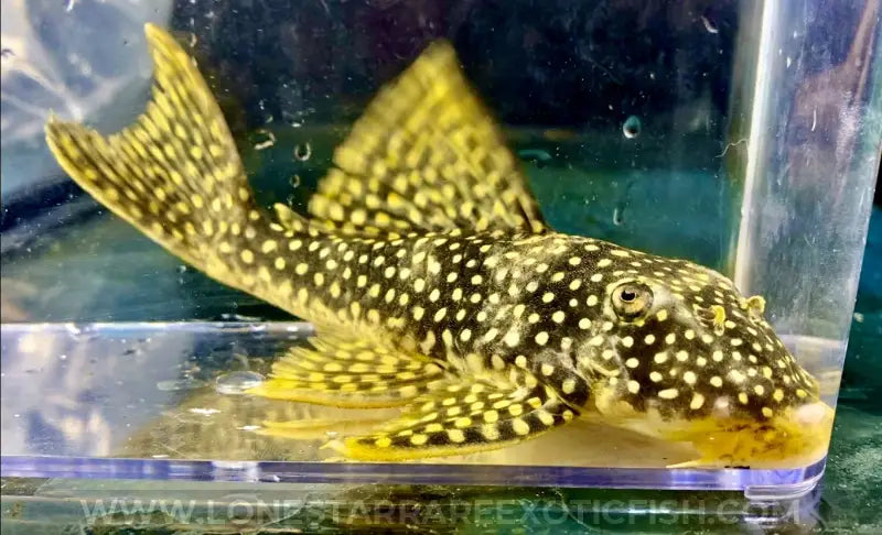 L14 Sunshine Pleco “Sao Felix” / Scobinancistrus aureatus For Sale Online | Lone Star Rare Exotic Fish Co.