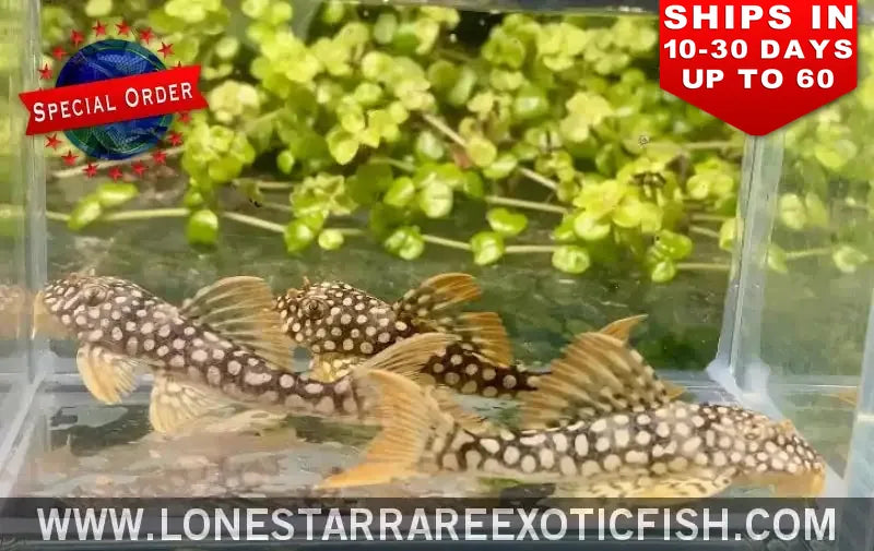 L14 Sunshine Pleco / Scobinancistrus Aureatus (special Order) Live Freshwater Tropical Fish for Sale Online