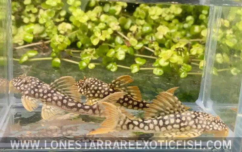 L14 Sunshine Pleco / Scobinancistrus Aureatus Live Freshwater Tropical Fish for Sale Online