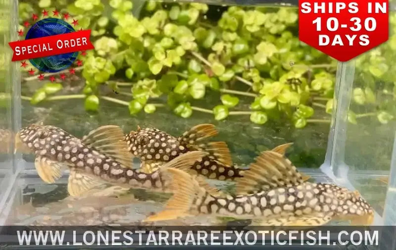 L14 Sunshine Pleco / Scobinancistrus Aureatus (special Order) Live Freshwater Tropical Fish for Sale Online