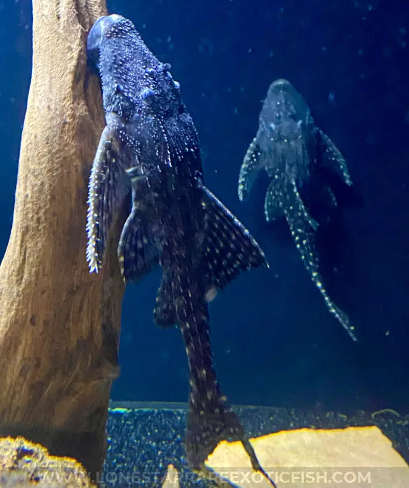 L155 Adonis Pleco / Acanthicus adonis For Sale Online | Lone Star Rare Exotic Fish Co.