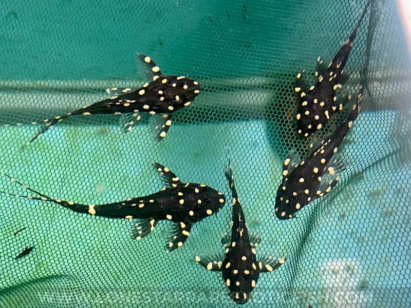 L155 Adonis Pleco / Acanthicus adonis For Sale Online | Lone Star Rare Exotic Fish Co.