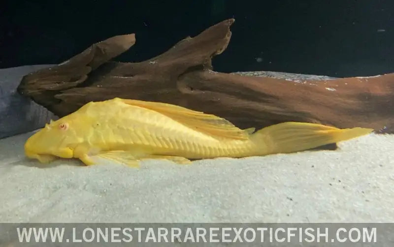 L165 Albino Sailfin Pleco / Glyptoperichthys Gibbiceps Live Freshwater Tropical Fish for Sale Online